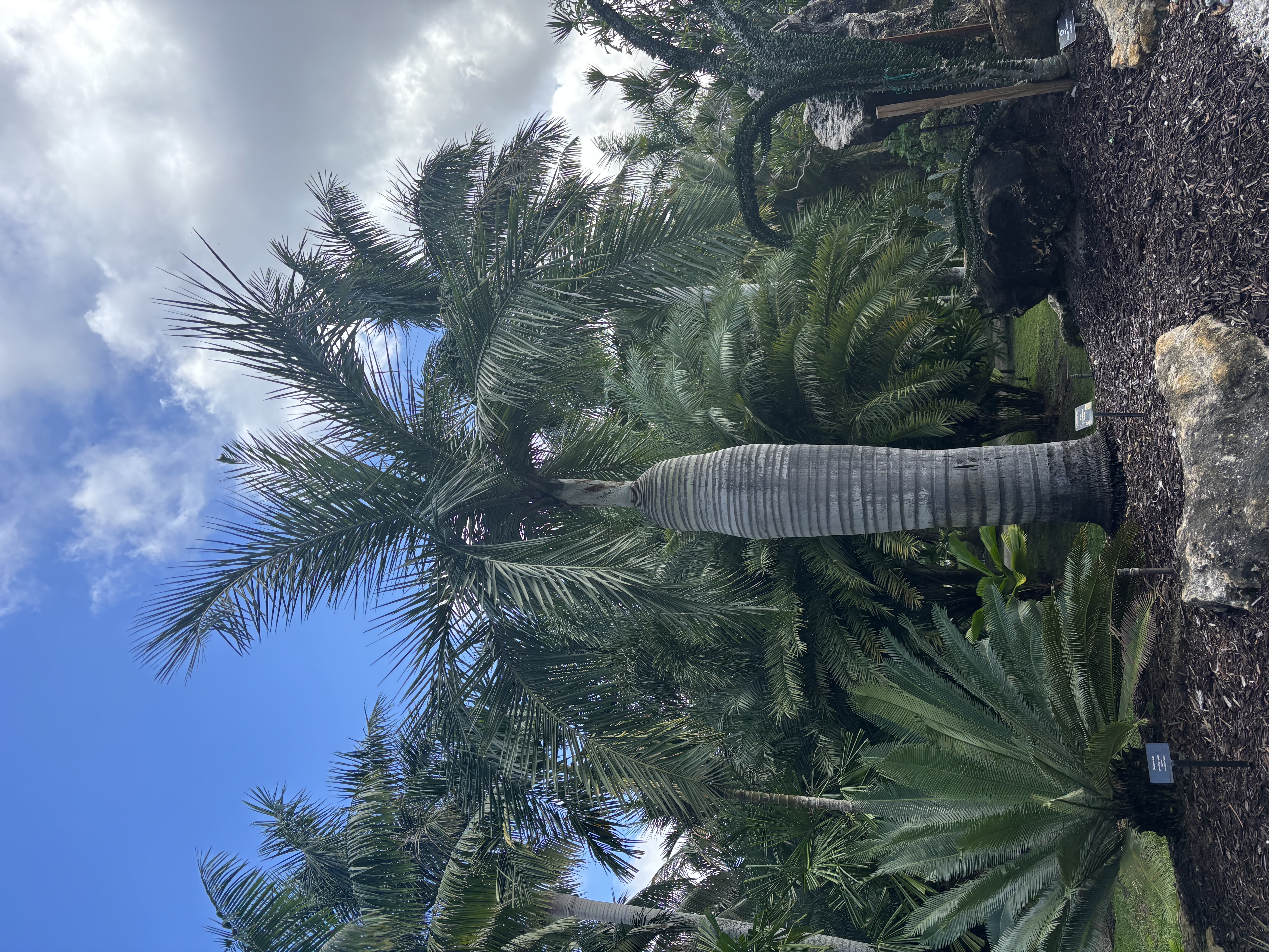 Pseudophoenix vinifera